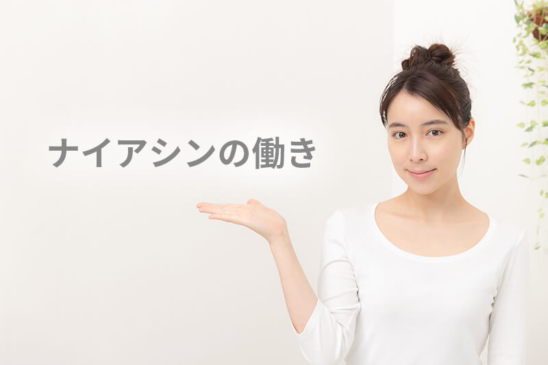 ナイアシン 私たちの体で、約500種の酵素の働きを助ける